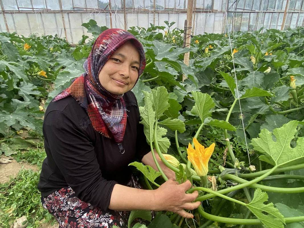 Tek başına serada başladı: Kışın 10 kasaydı, şimdi kapış kapış gidiyor 4